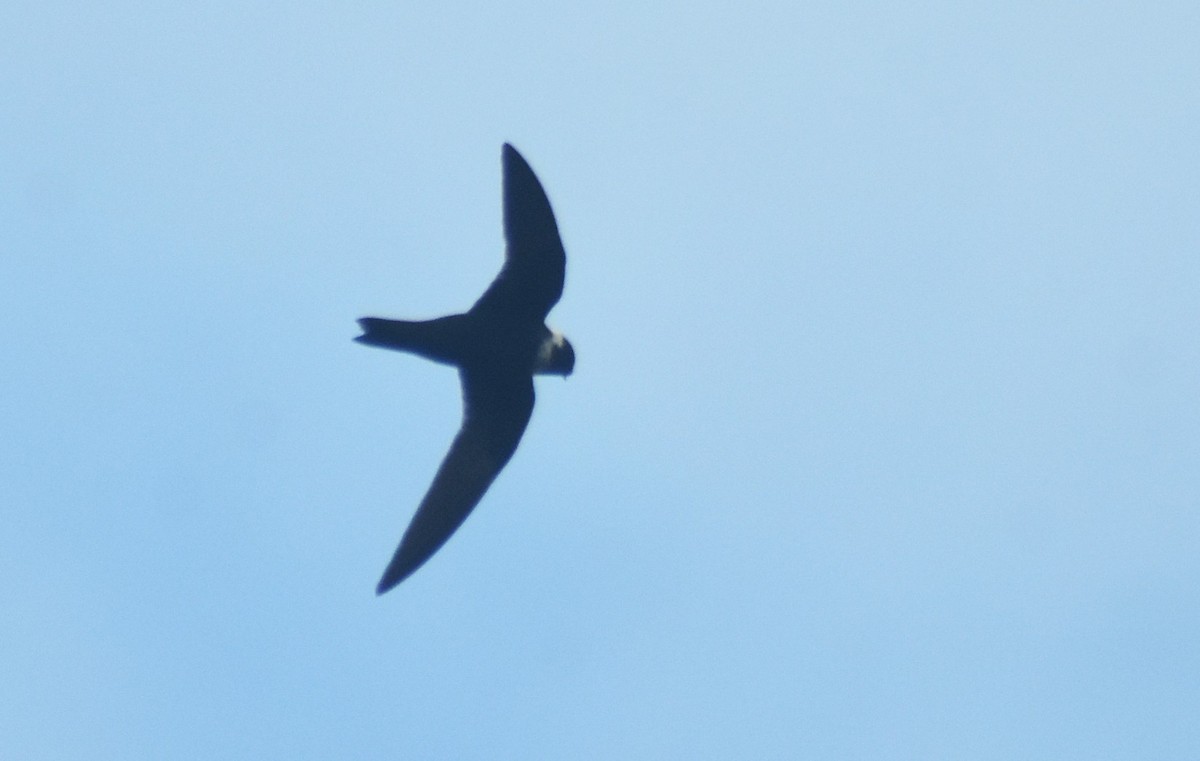 Vencejo Acollarado - ML644944360