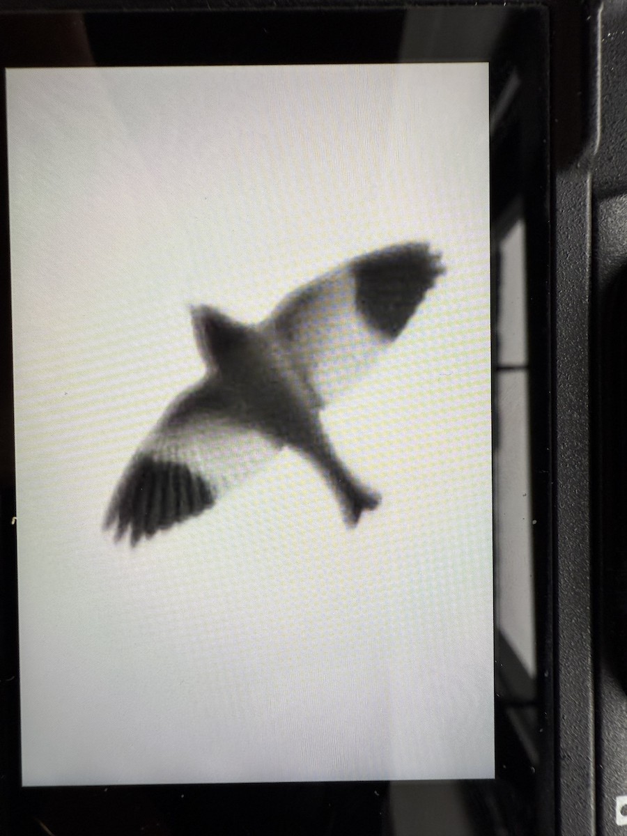 Zigolo delle nevi - ML644944368