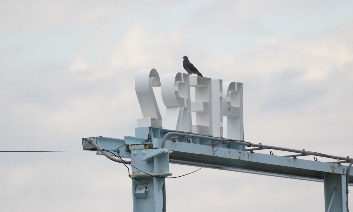 Rock Pigeon (Feral Pigeon) - ML644944373