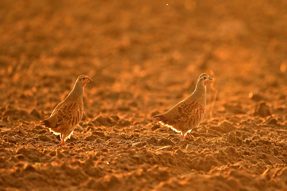 Gray Partridge - ML644944380