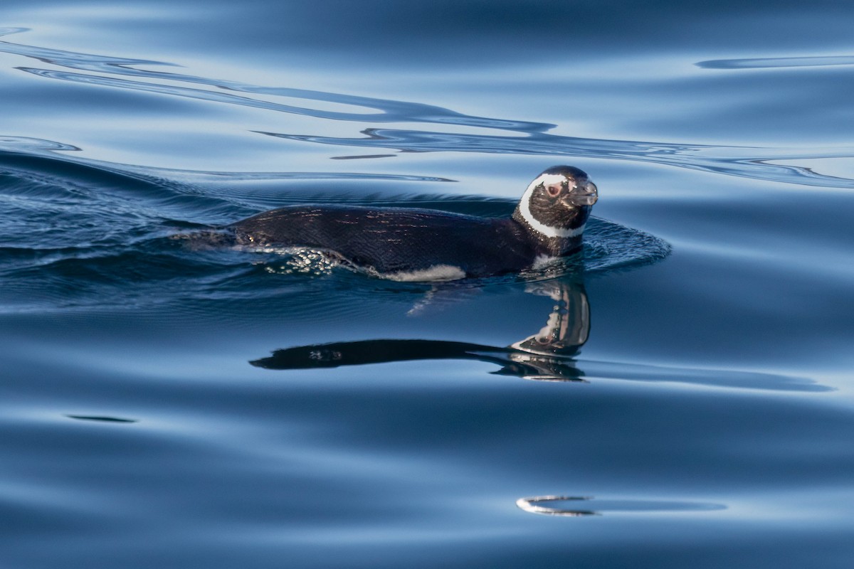 Magellanpinguin - ML644944389