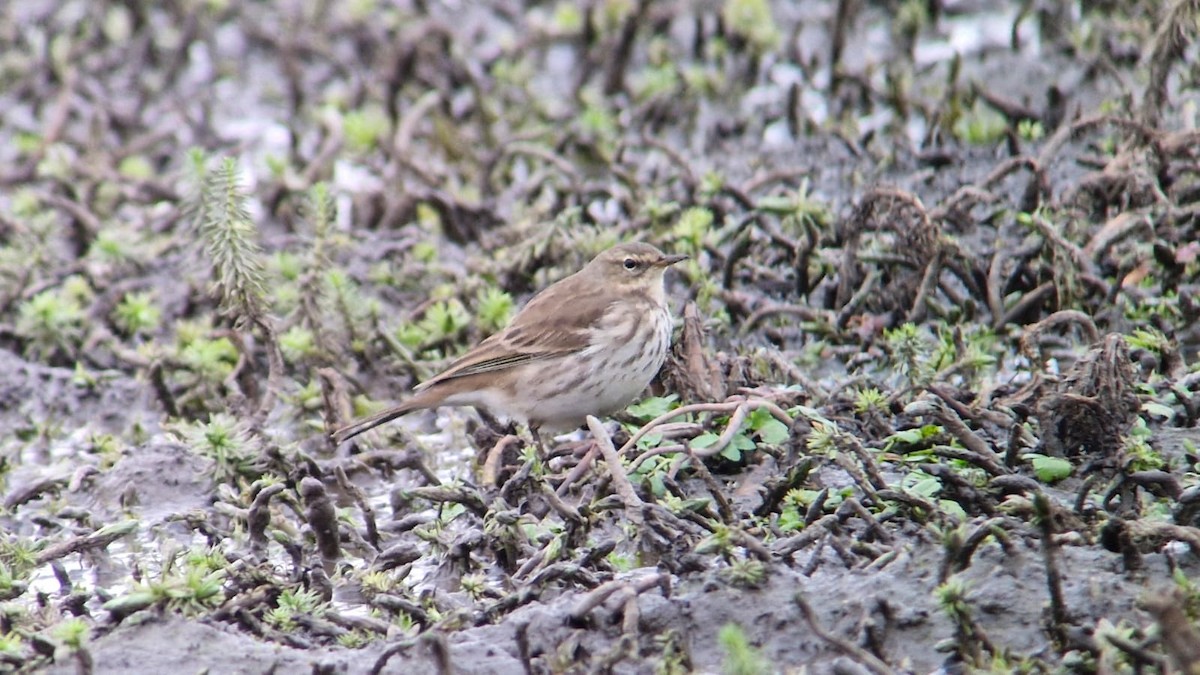 Water Pipit - ML644944422