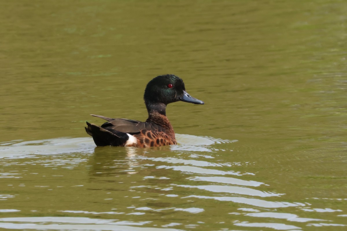 Chestnut Teal - ML644944430