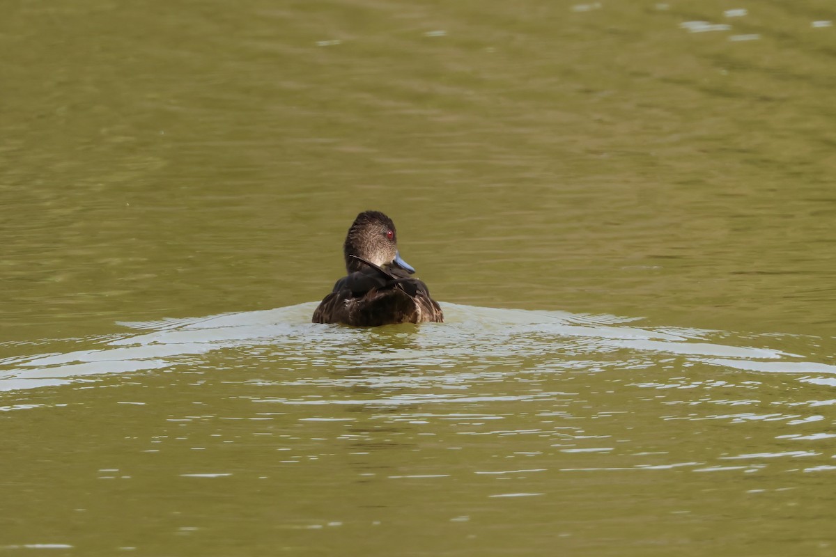 Chestnut Teal - ML644944431