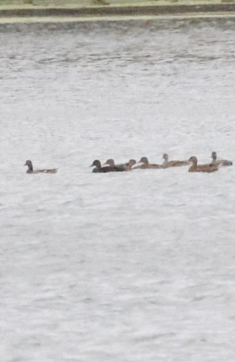 American Black Duck - ML644944437