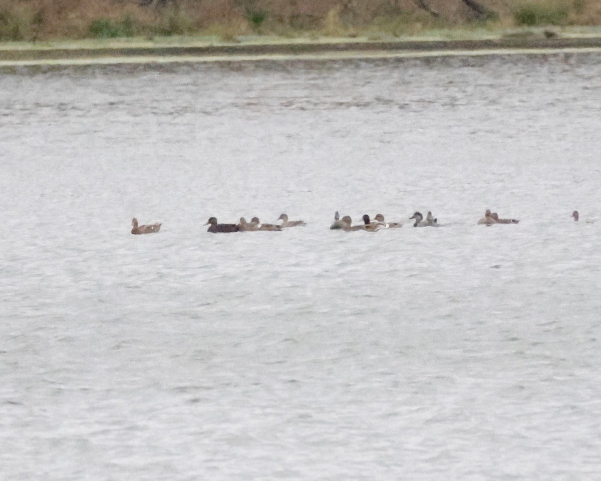 American Black Duck - ML644944438