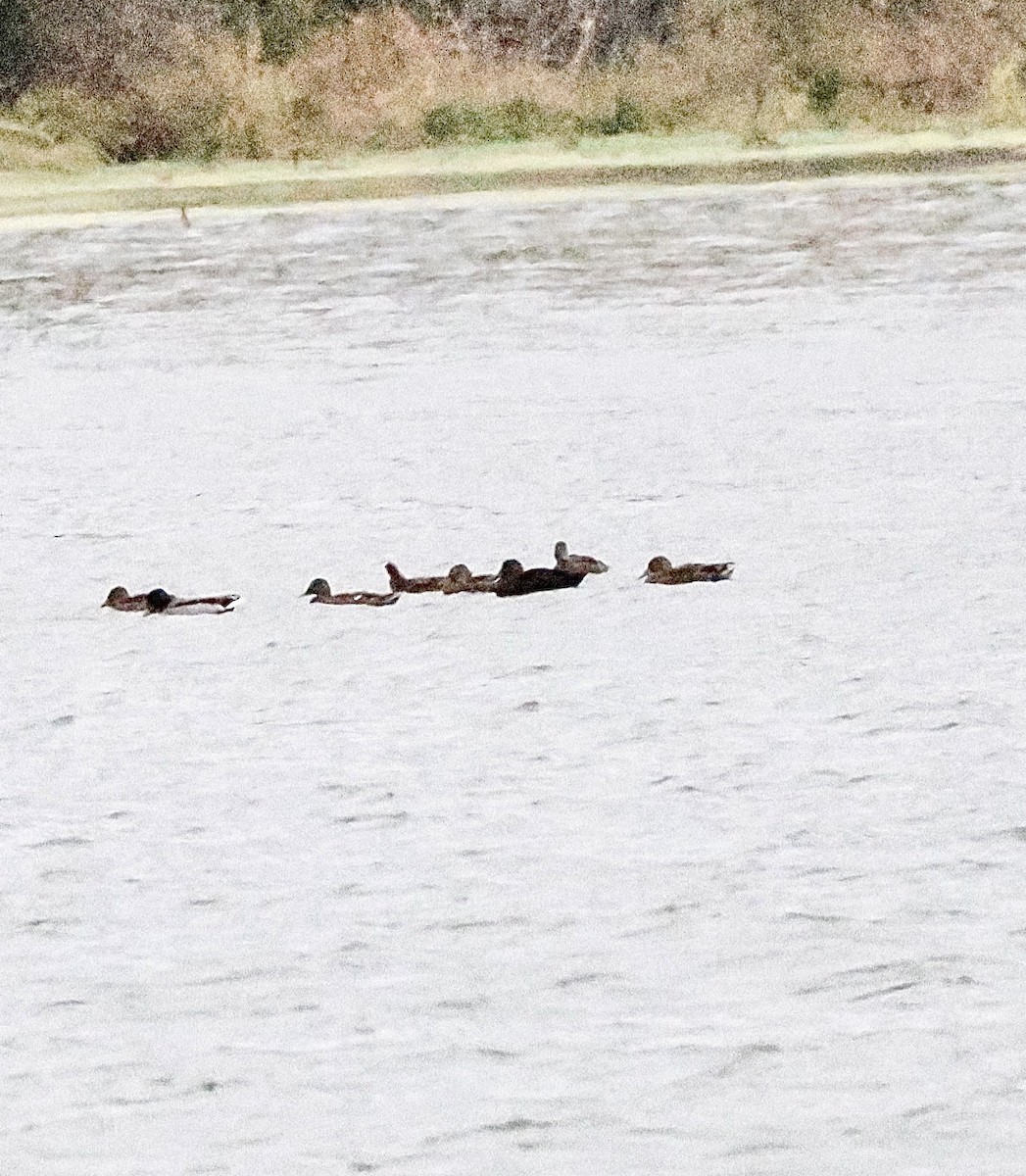 American Black Duck - ML644944439