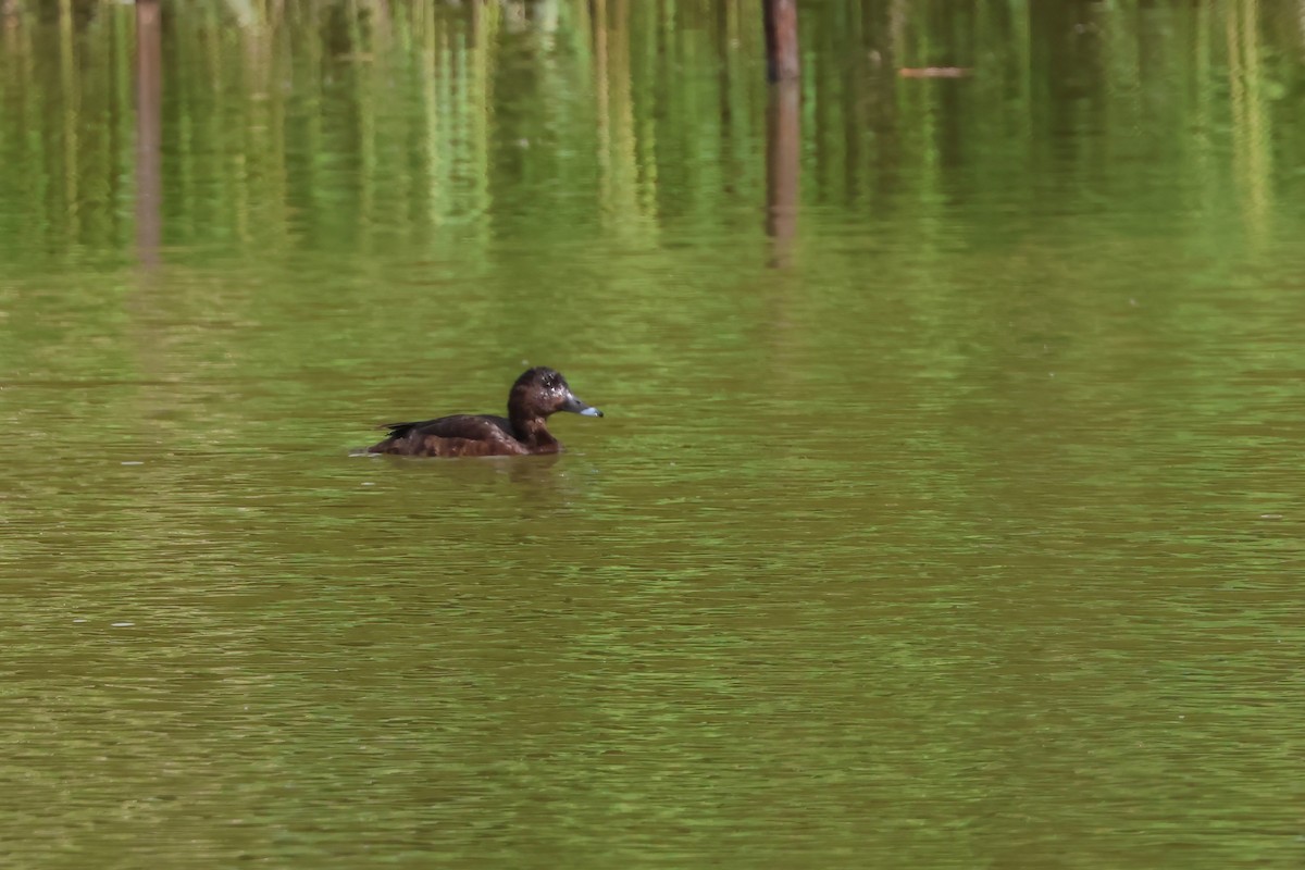 Hardhead - ML644944449