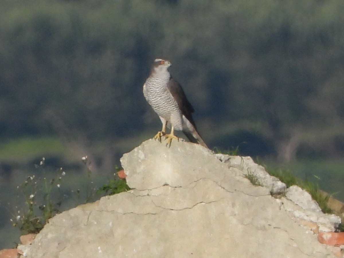 נץ גדול - ML644944454