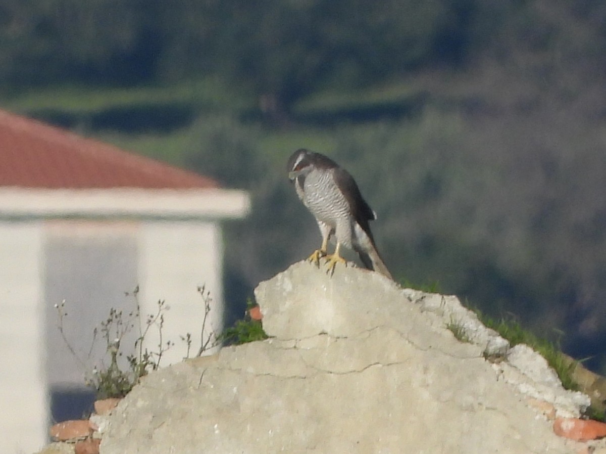 נץ גדול - ML644944455