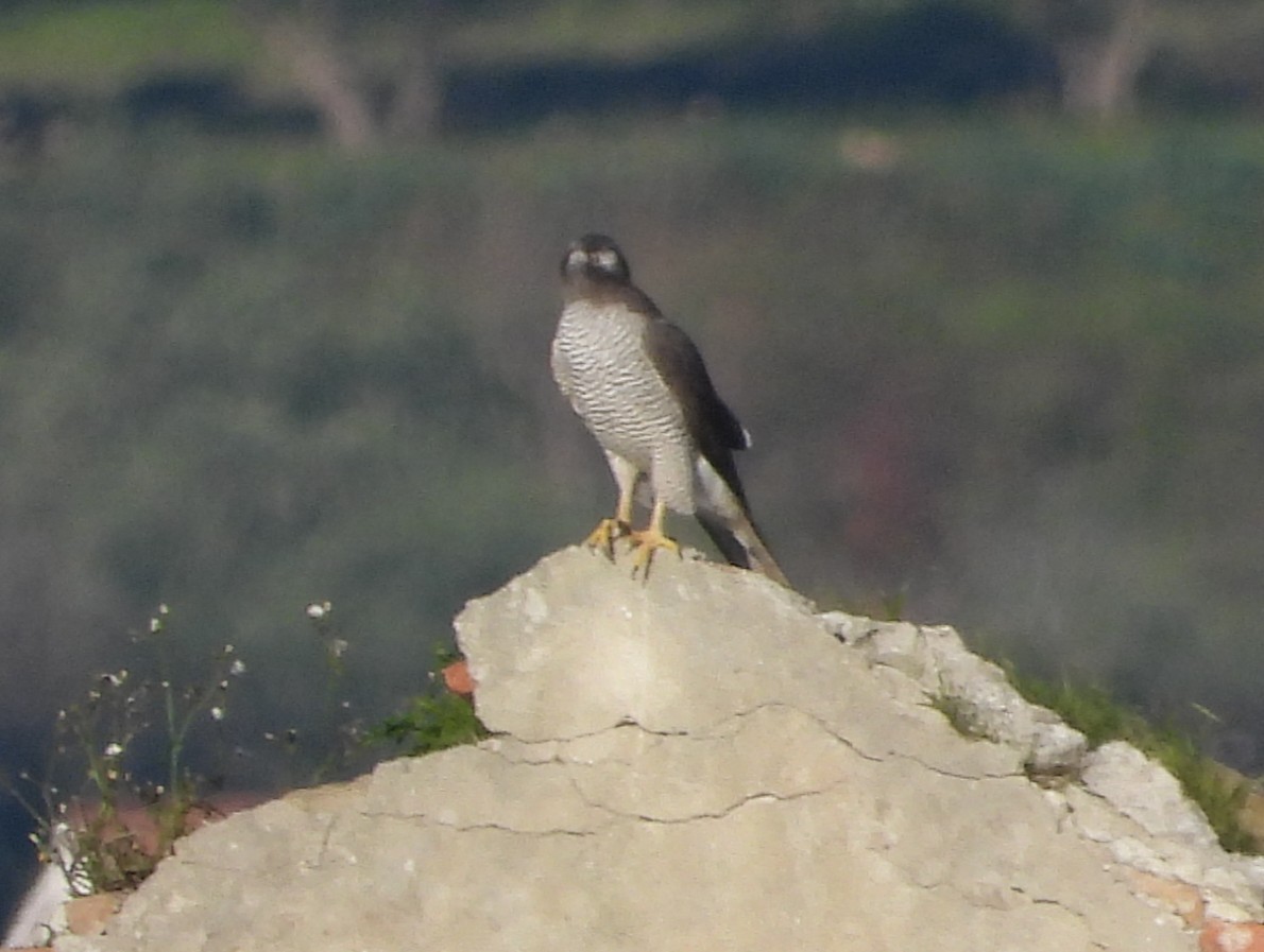 נץ גדול - ML644944456