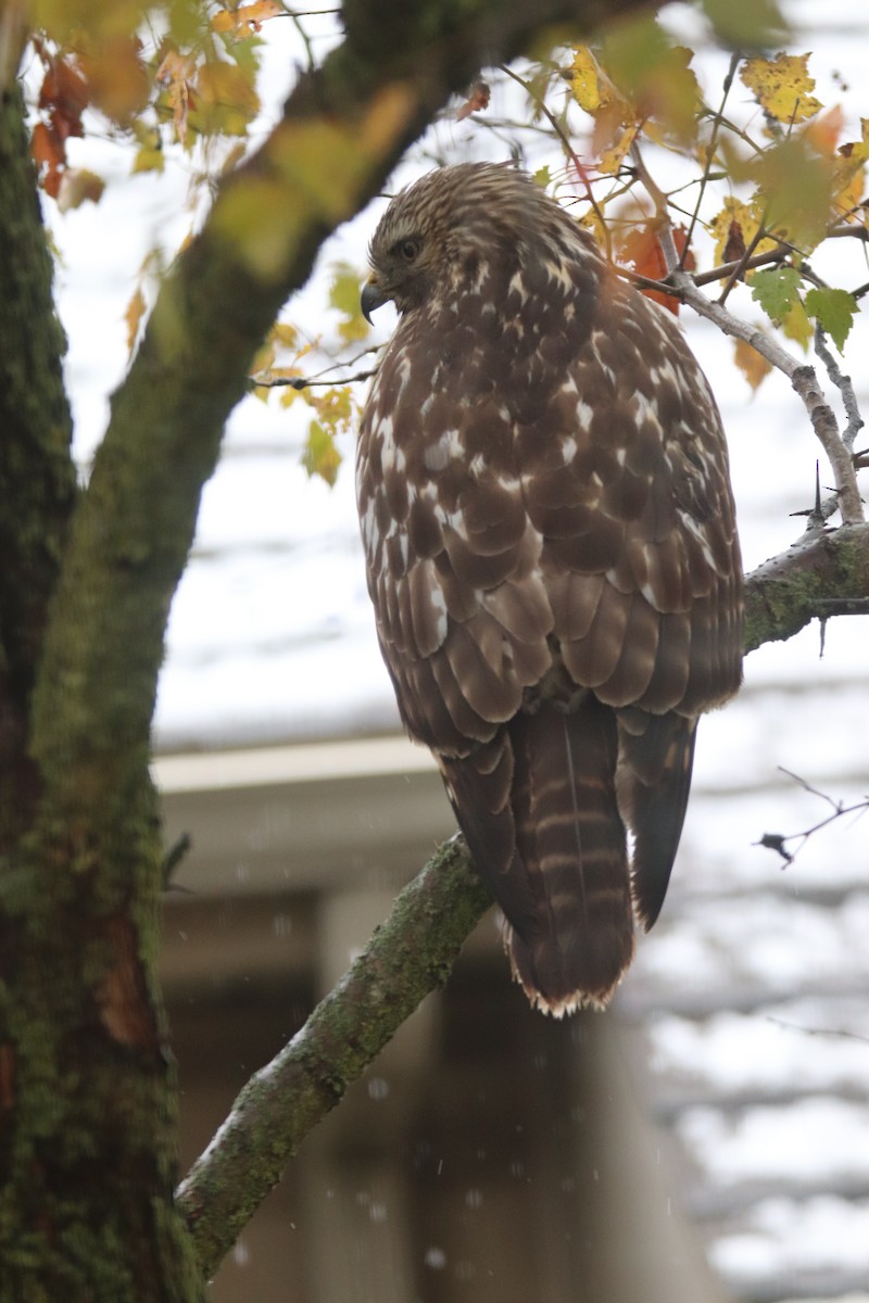 káně rudochvostá - ML644944476