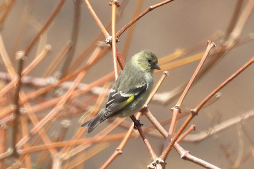 Hooded Siskin - ML644944489