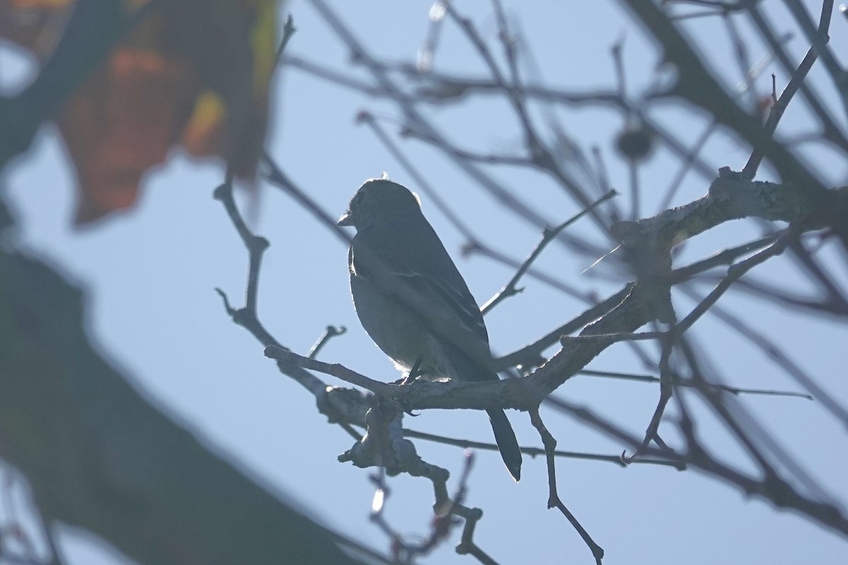 Townsend's Solitaire - ML644944494