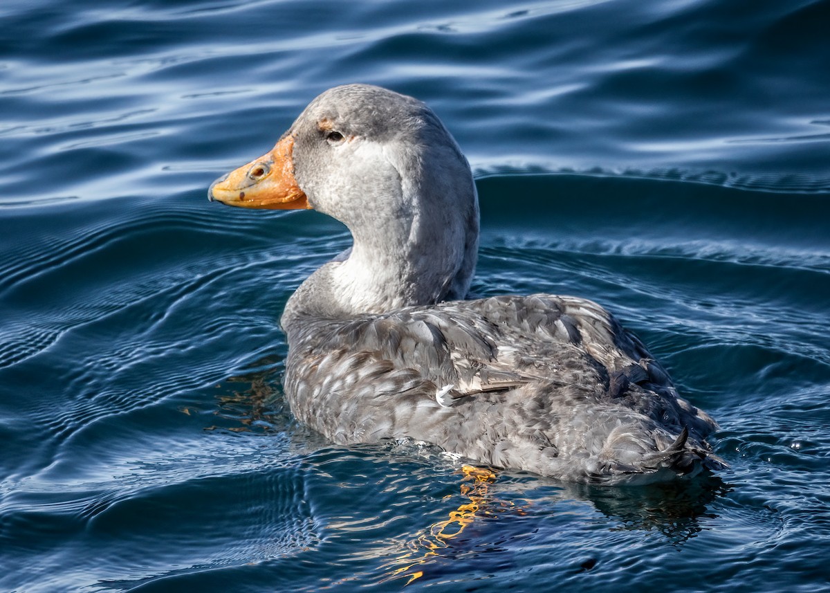 kachyně parníková - ML644944497