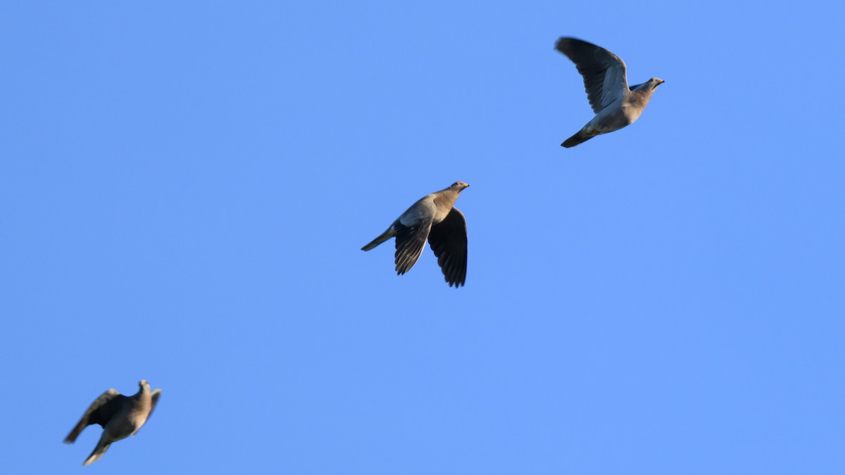 Band-tailed Pigeon - ML644944539