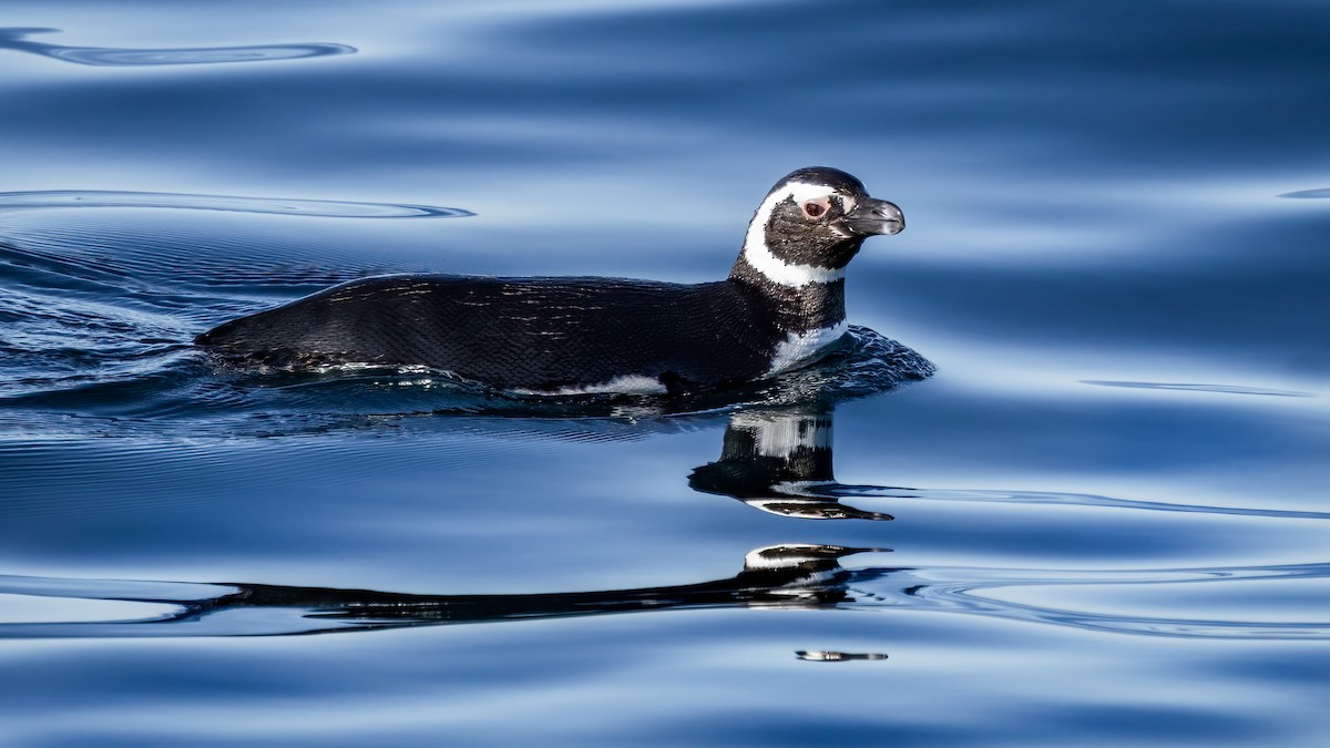 Magellanpinguin - ML644944550