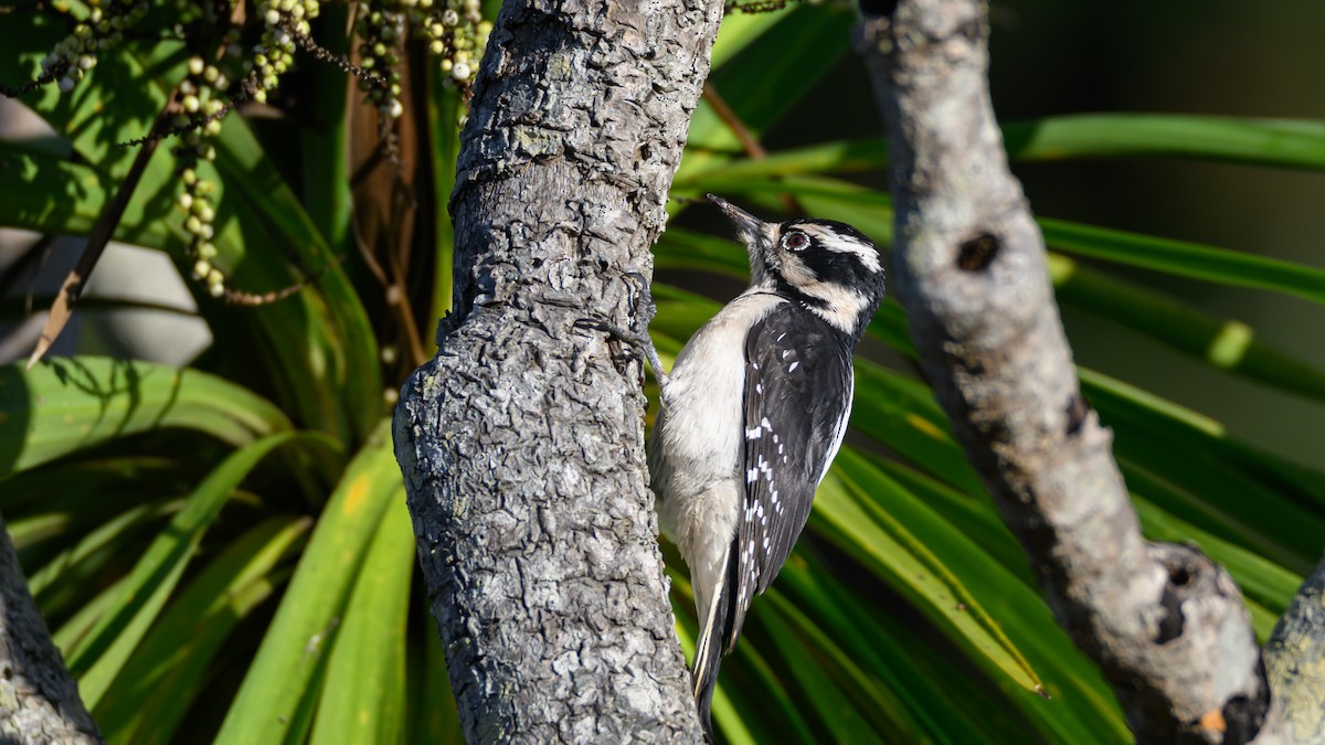 Hairy Woodpecker - ML644944556