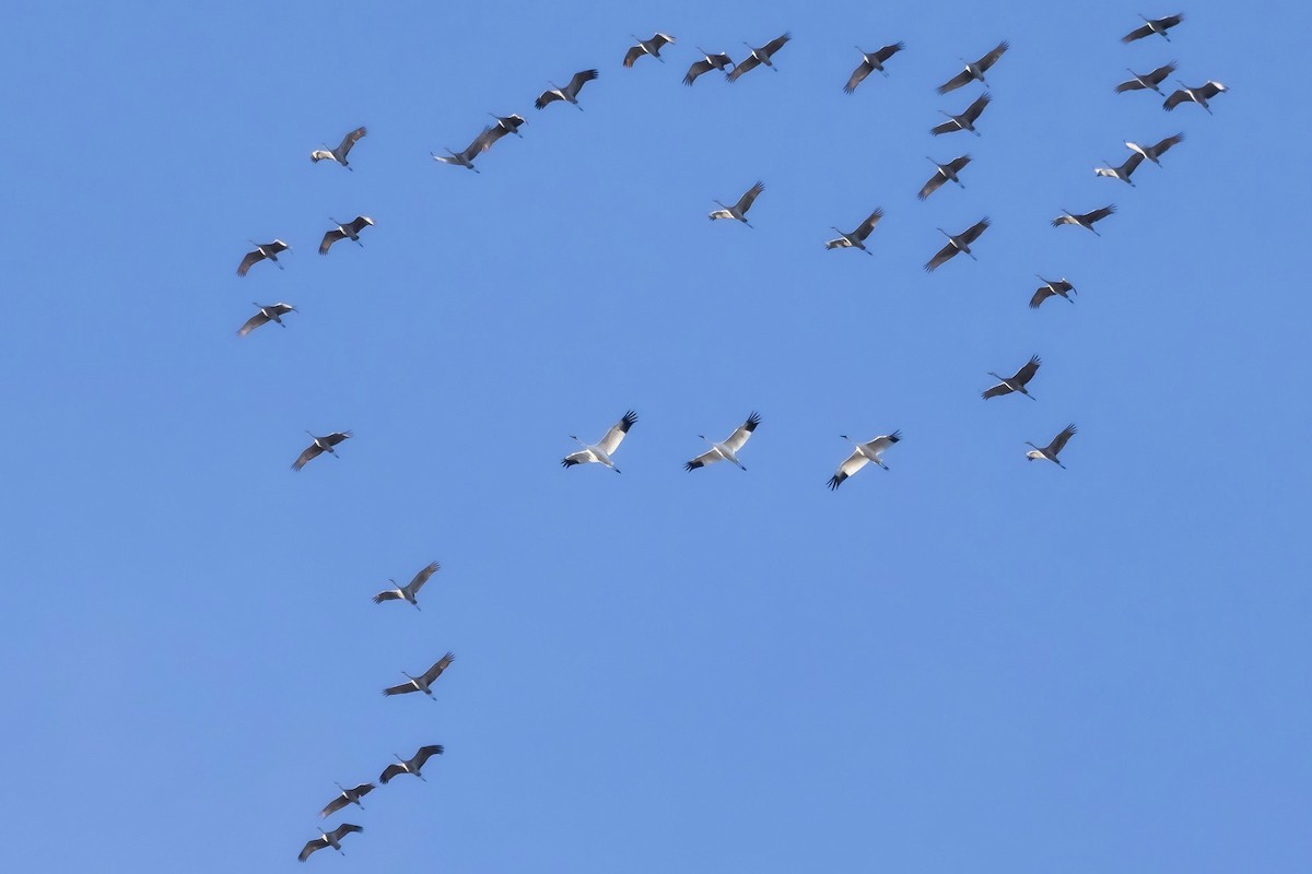 Whooping Crane - ML644944578