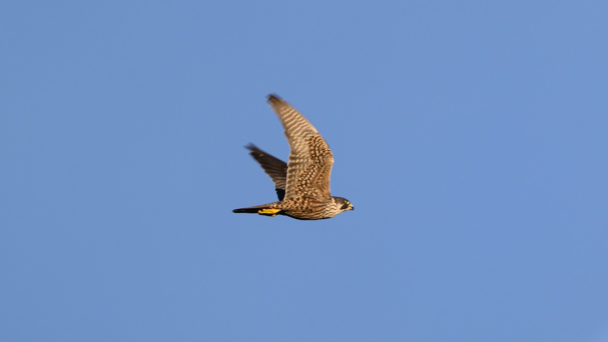 Peregrine Falcon - ML644944583