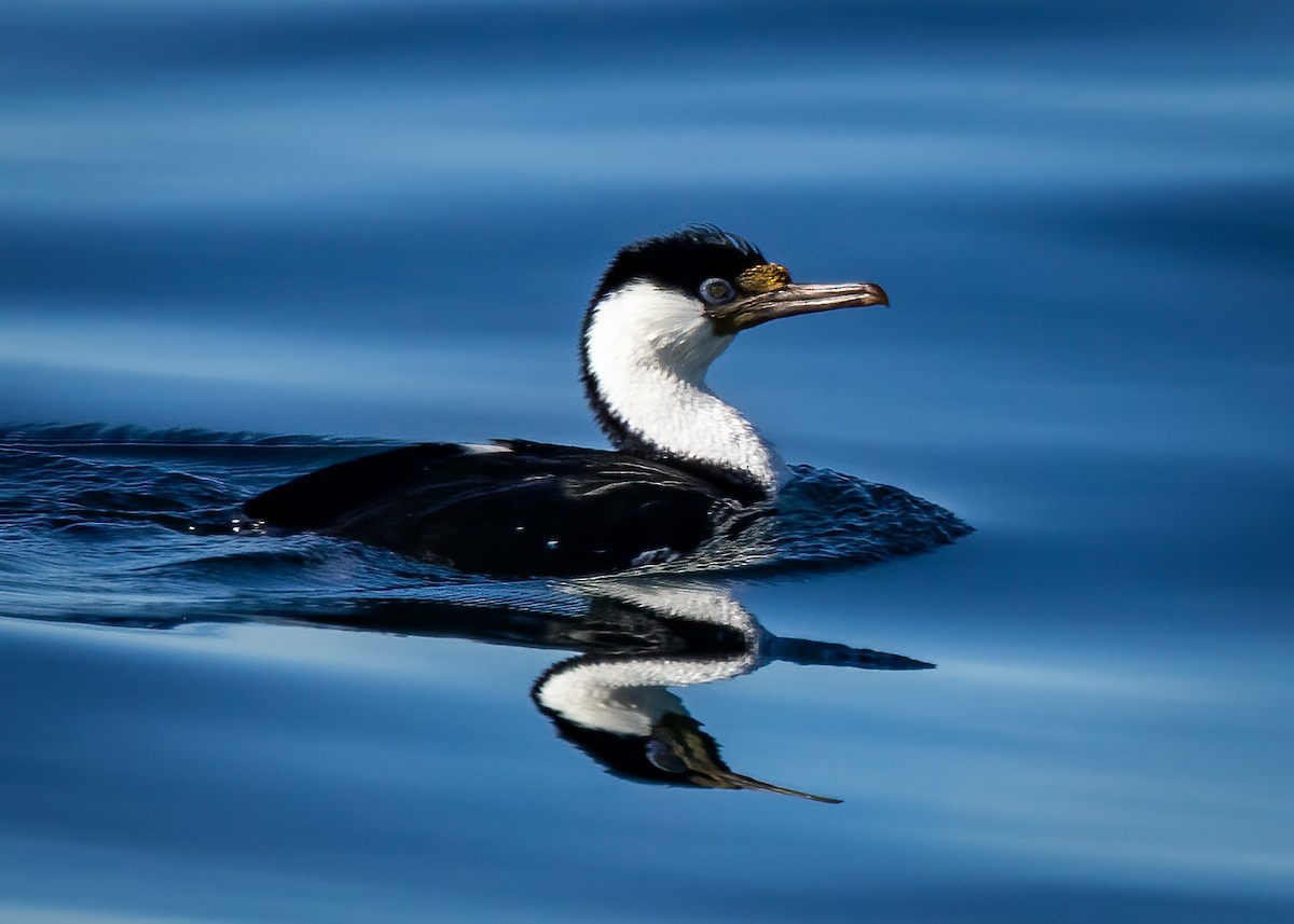 kormorán modrooký [skupina atriceps] (modrooký) - ML644944593