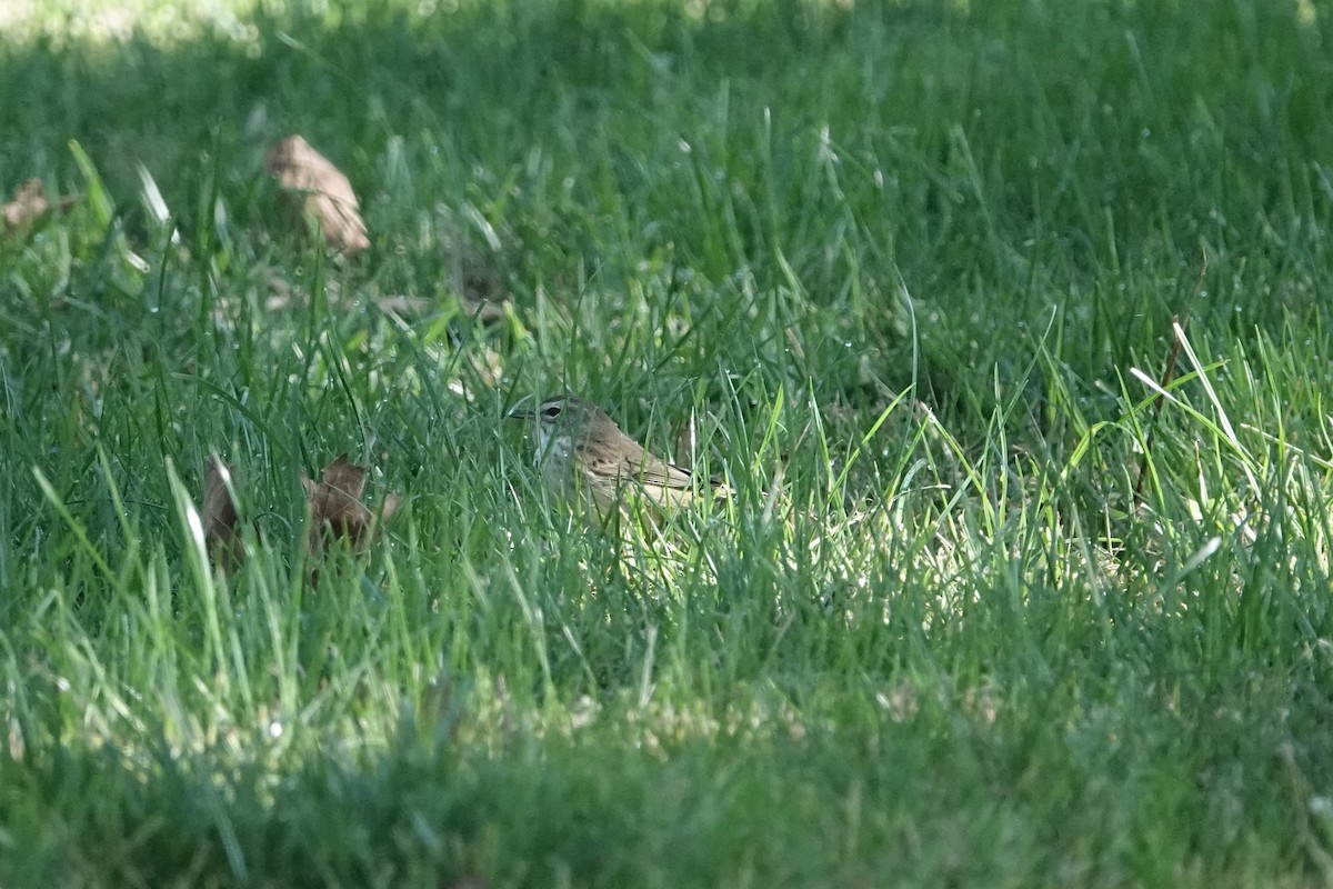 Palm Warbler (Western) - ML644944610