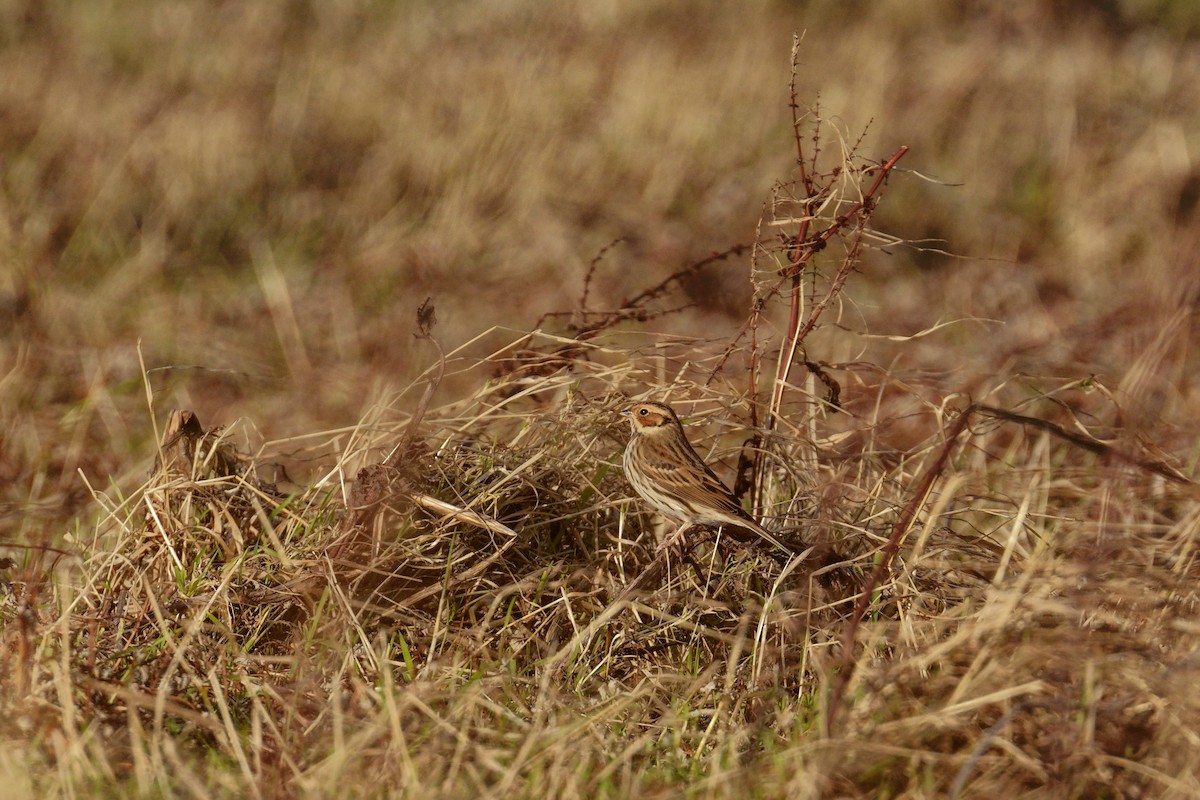 Little Bunting - ML644944613