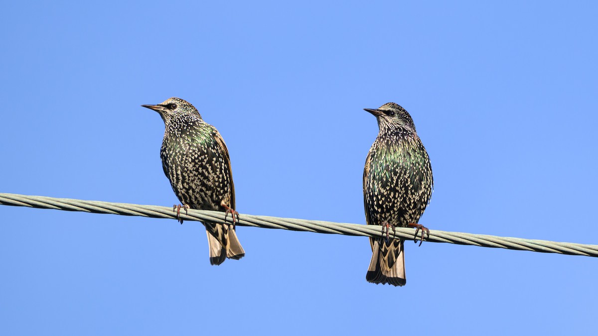 European Starling - ML644944615