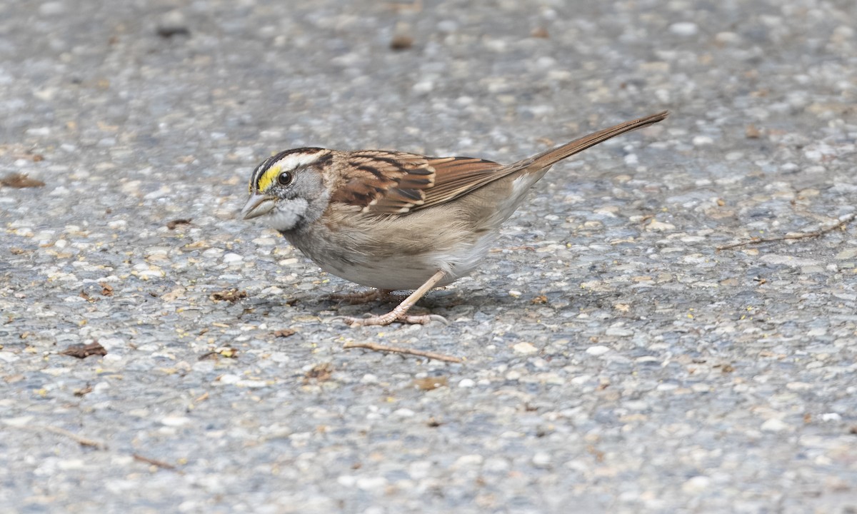 White-throated Sparrow - ML644944616