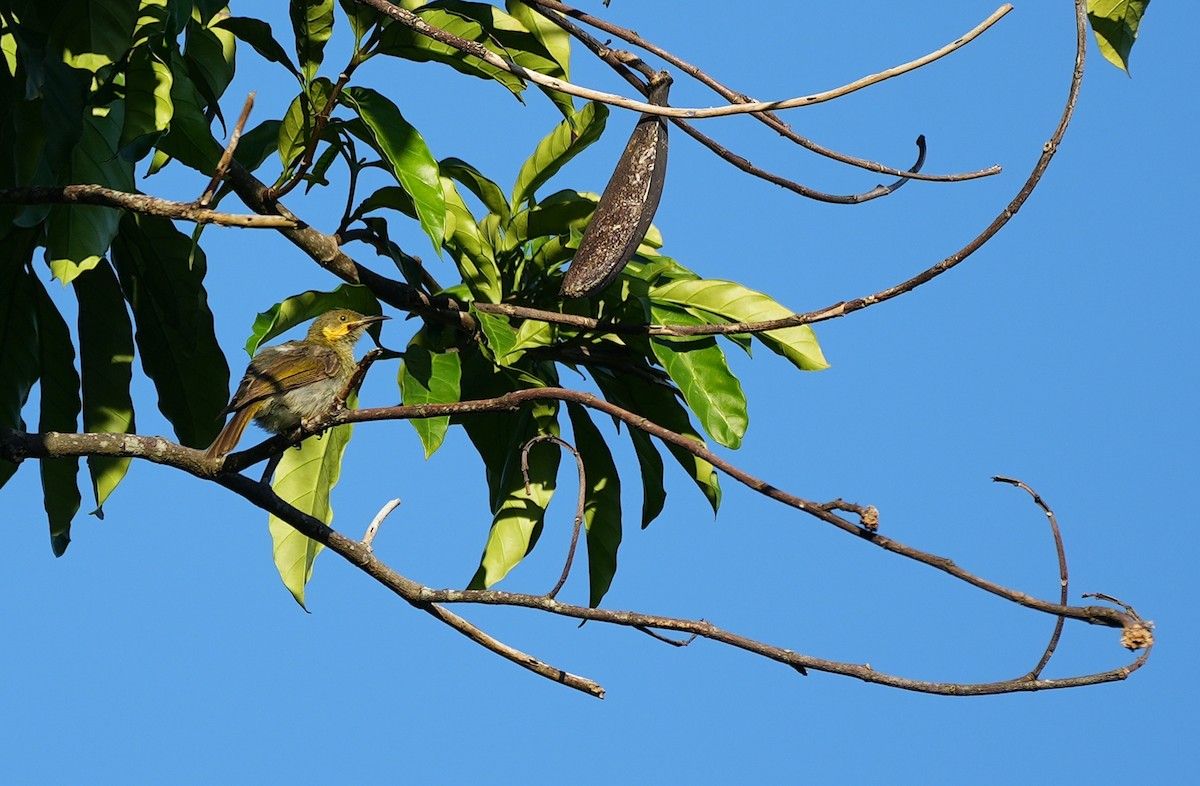 Méliphage foulehaio - ML644944617