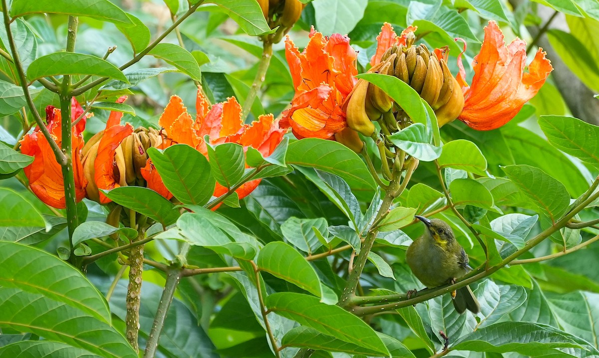 Méliphage foulehaio - ML644944618