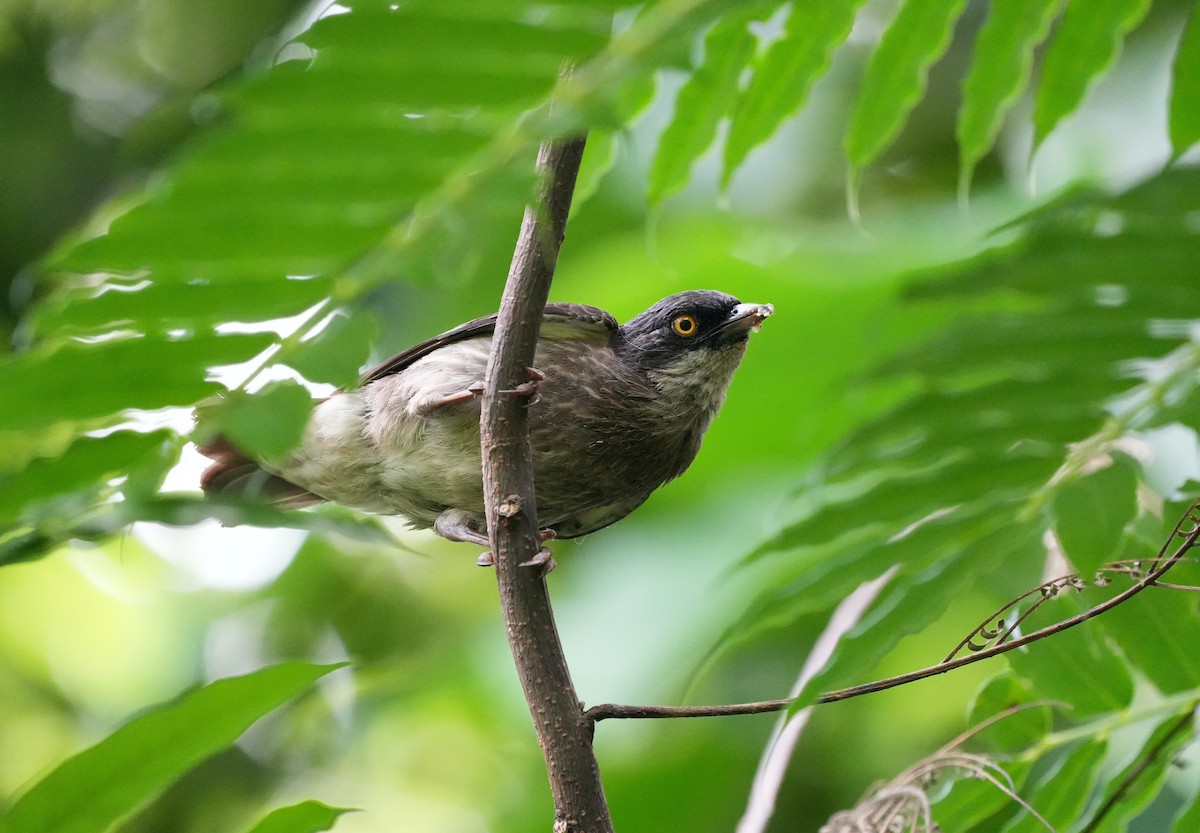 Polynesian Starling - ML644944656
