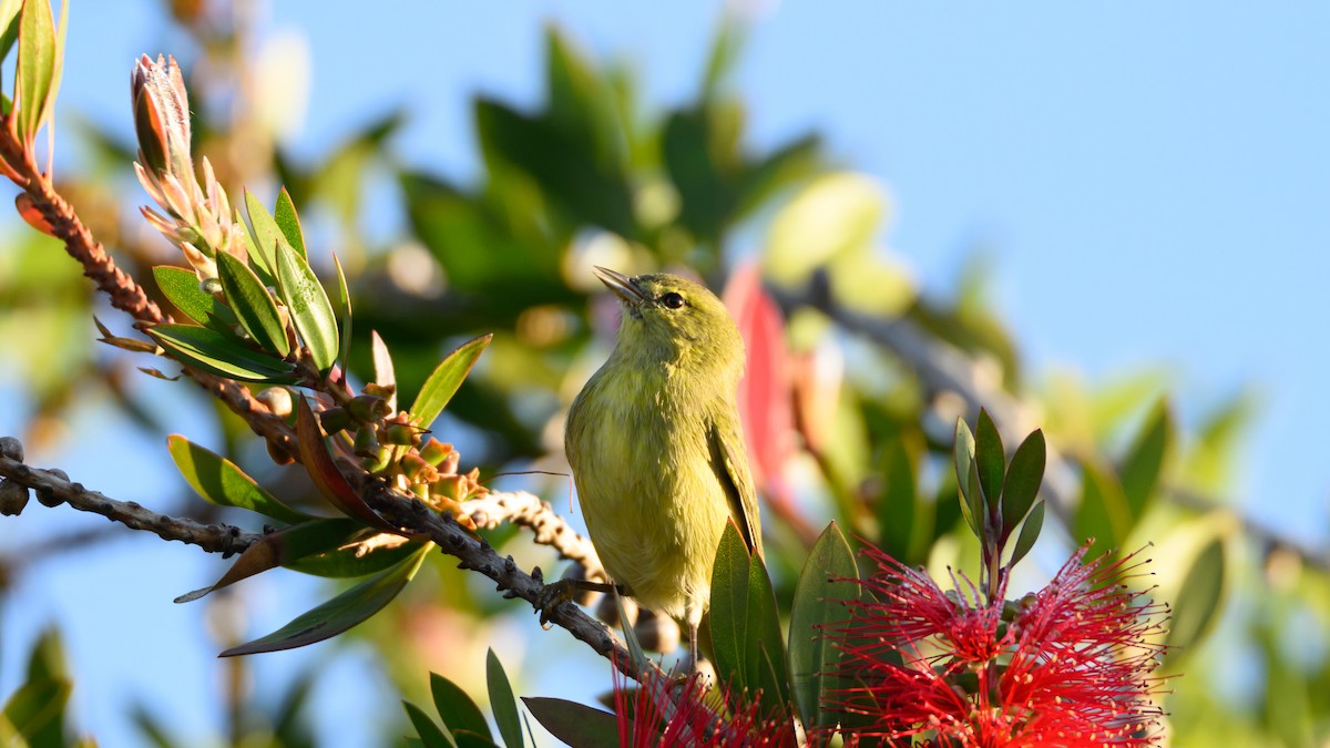 Orange-crowned Warbler - ML644944657