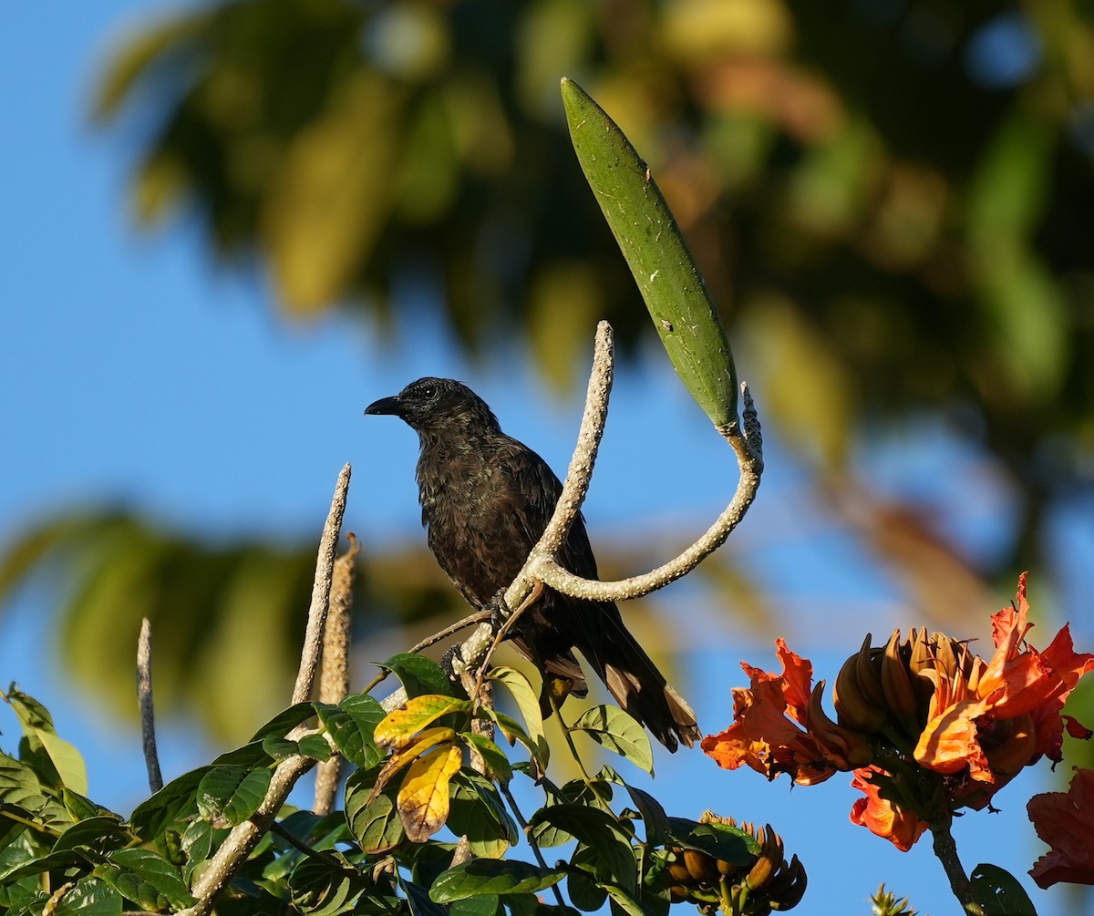 Шпак-малюк самоанський - ML644944661