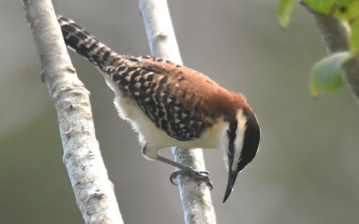 Rufous-backed Wren - ML644944666