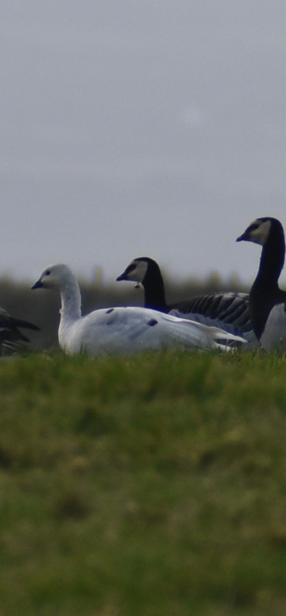 Barnacle Goose - ML644944693