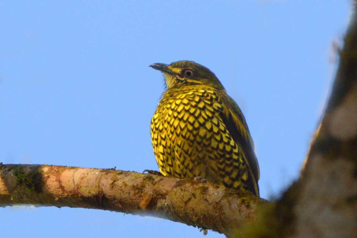 skjellfrukteter - ML644944700