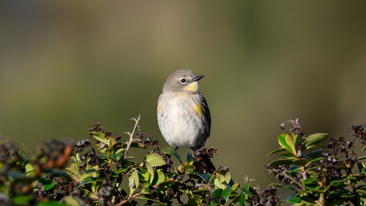 Yellow-rumped Warbler - ML644944720