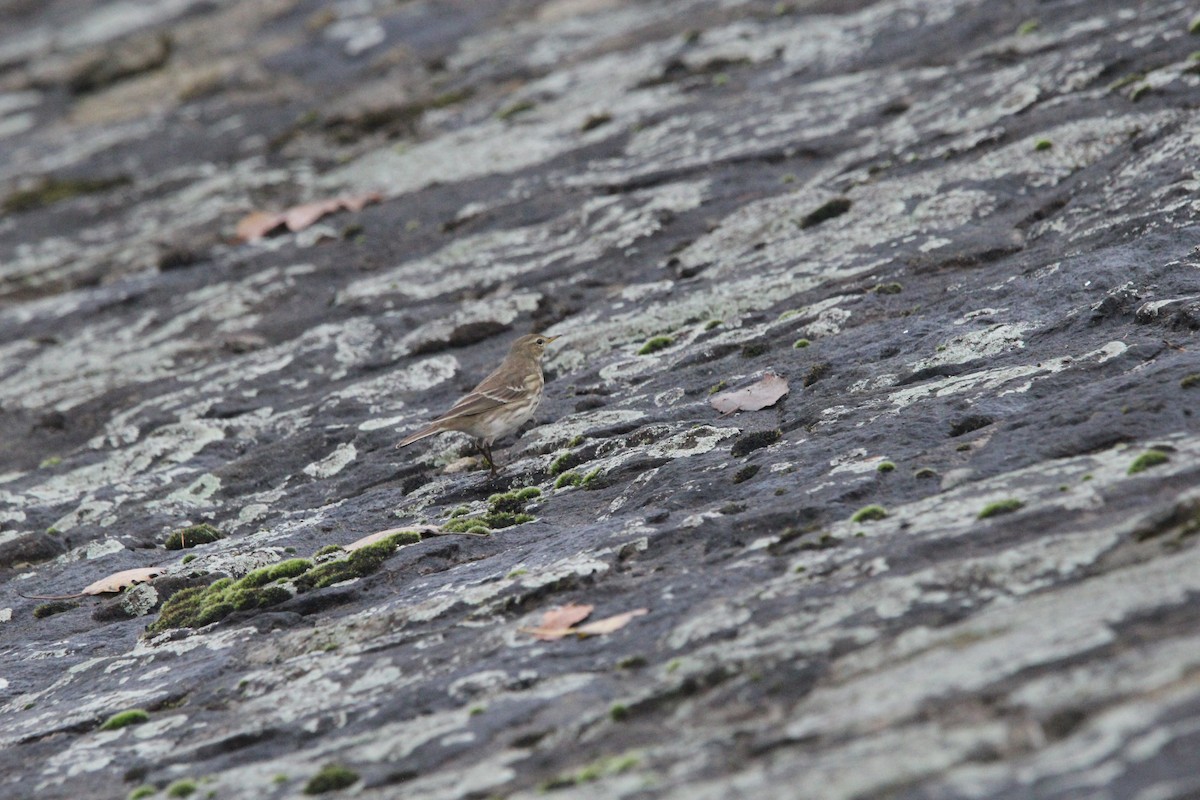 Water Pipit - ML644944732