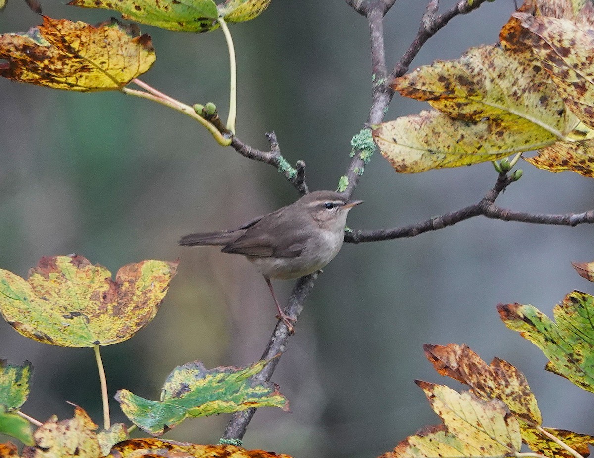 עלווית כהה - ML644944737