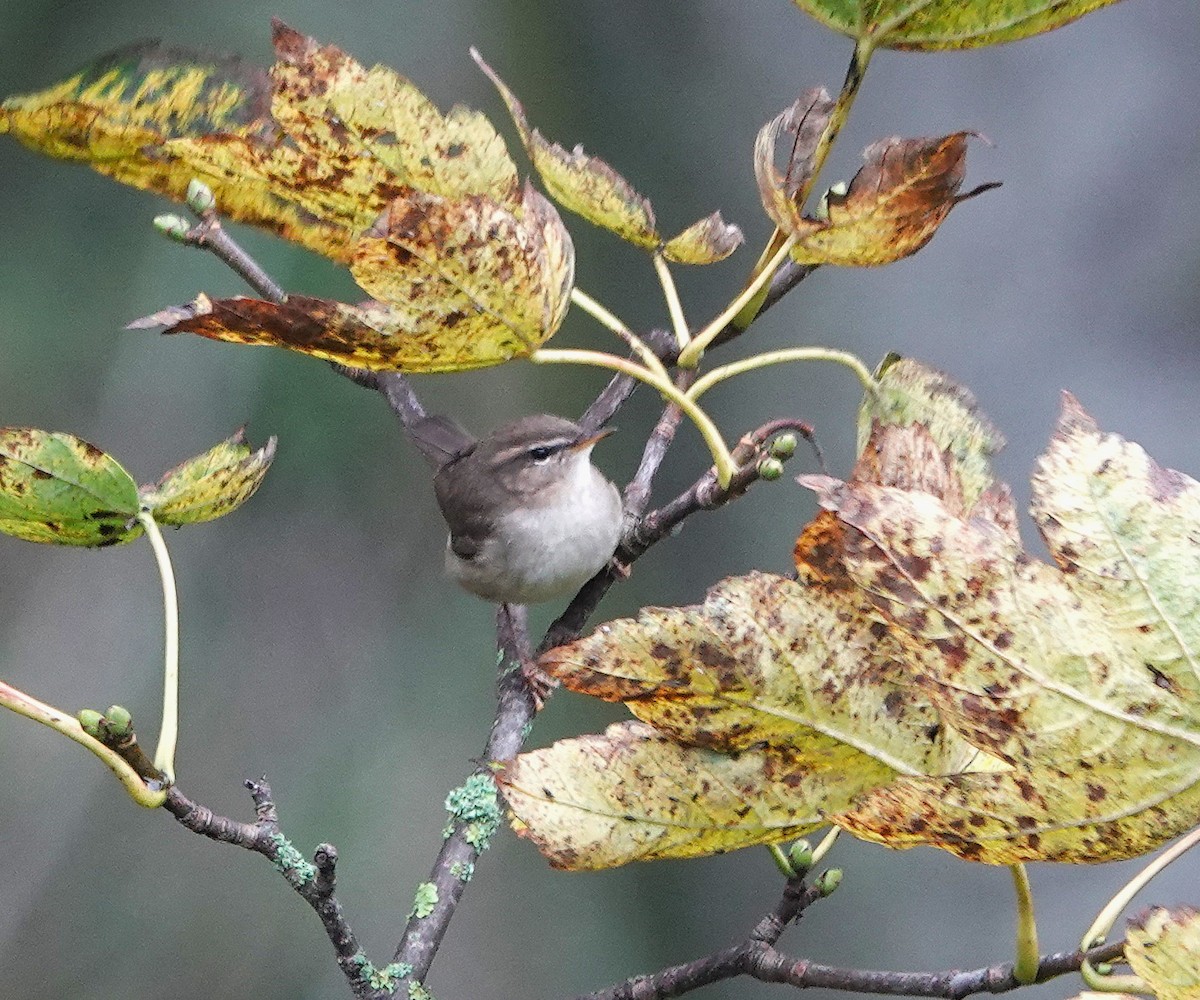 עלווית כהה - ML644944738