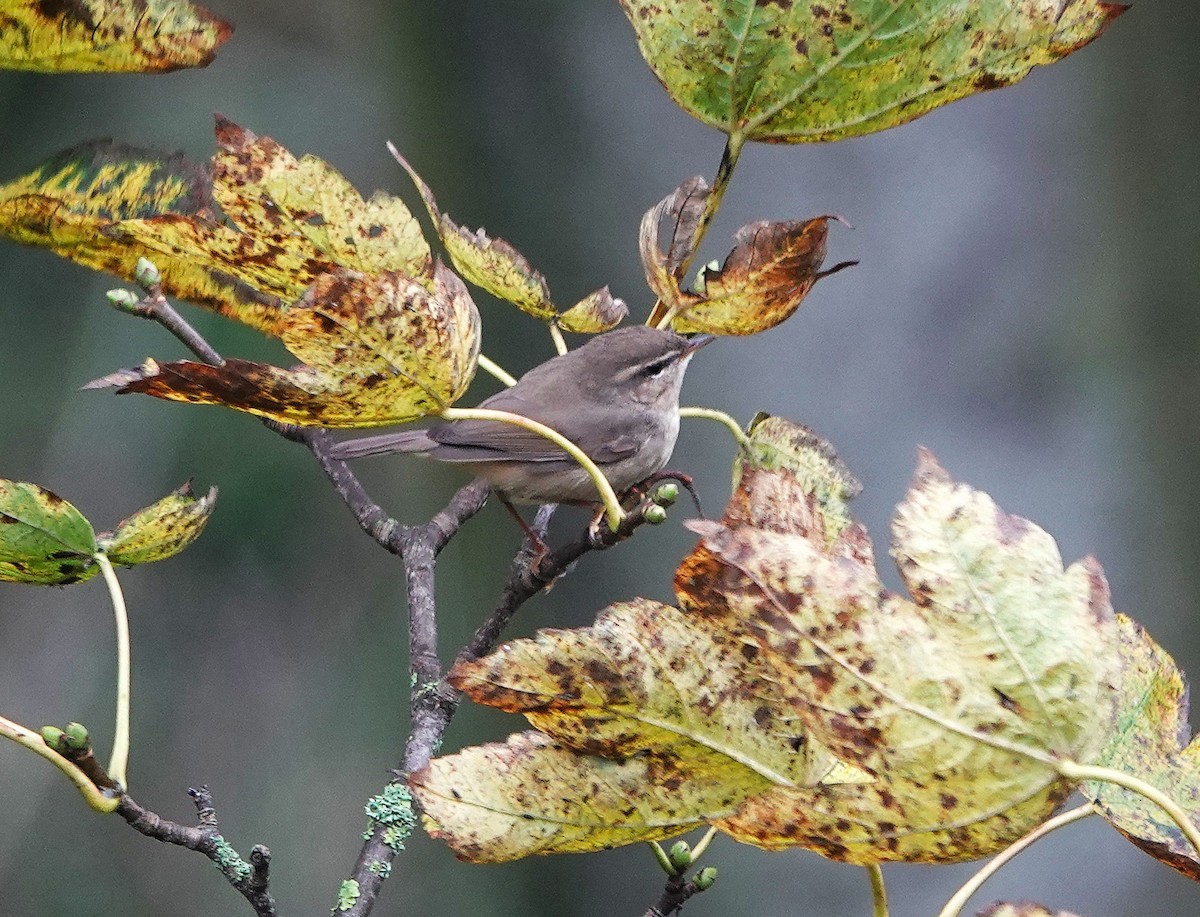 עלווית כהה - ML644944739