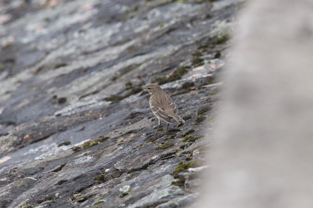 Water Pipit - ML644944742