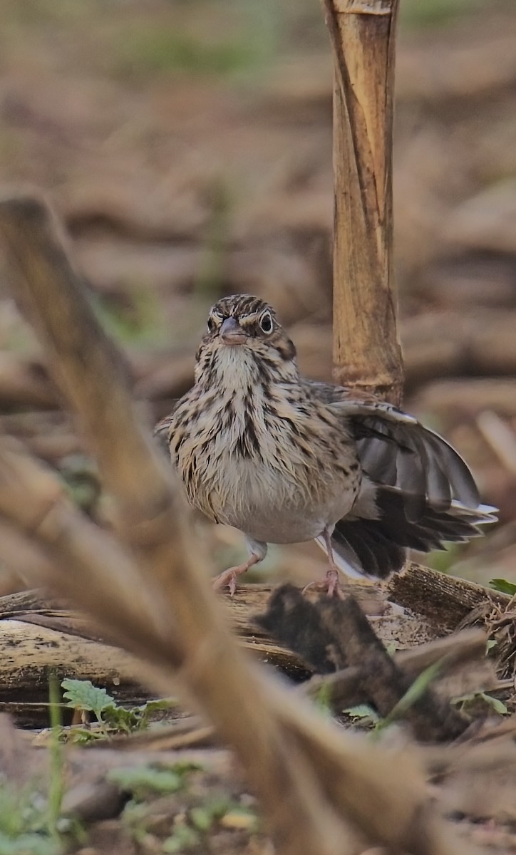 Vesper Sparrow - ML644944748