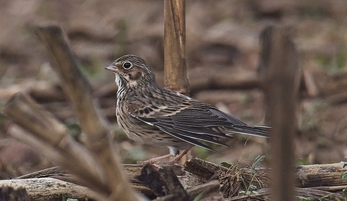 Vesper Sparrow - ML644944749