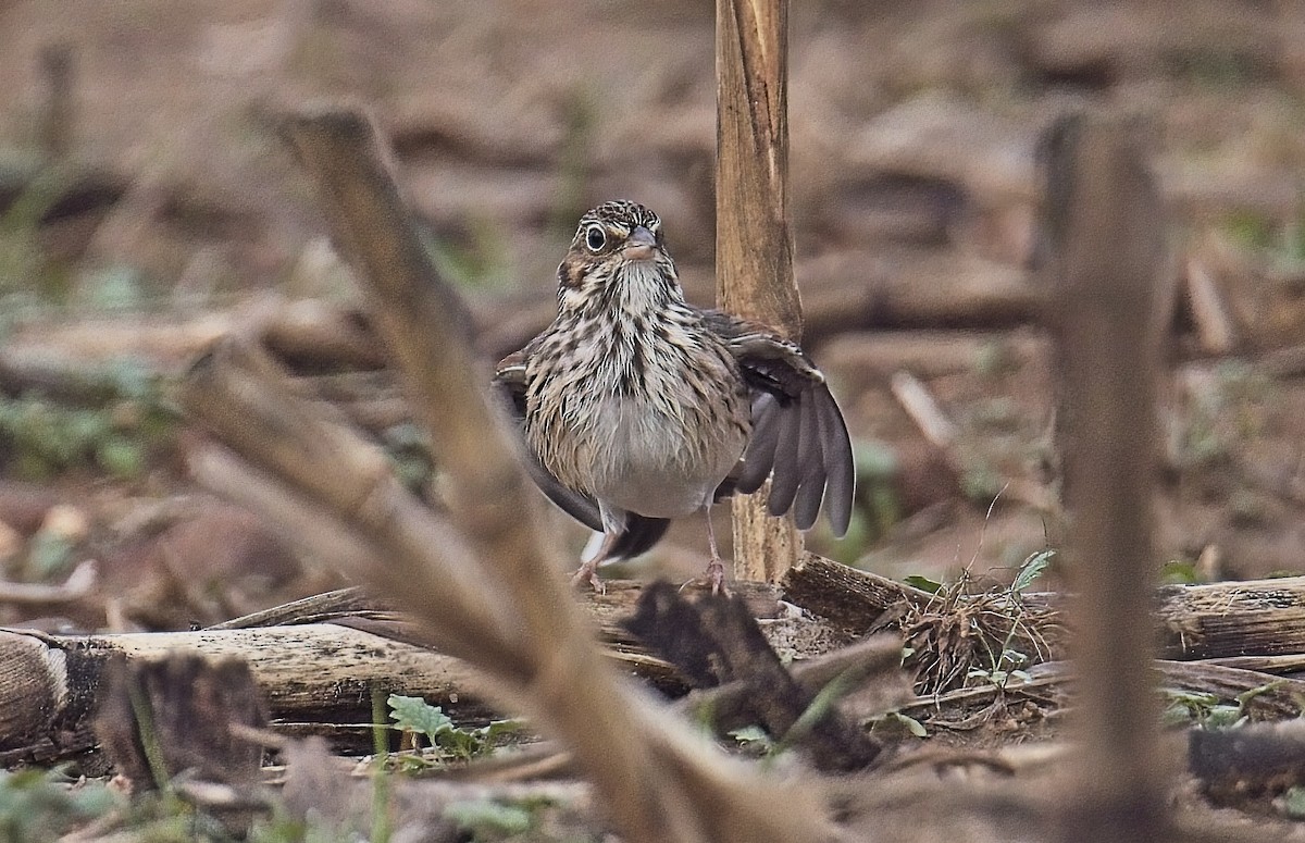 Vesper Sparrow - ML644944750