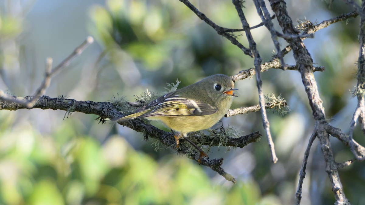 Ruby-crowned Kinglet - ML644944754