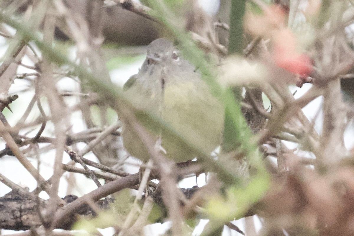 Reinita Coroninaranja - ML644944770