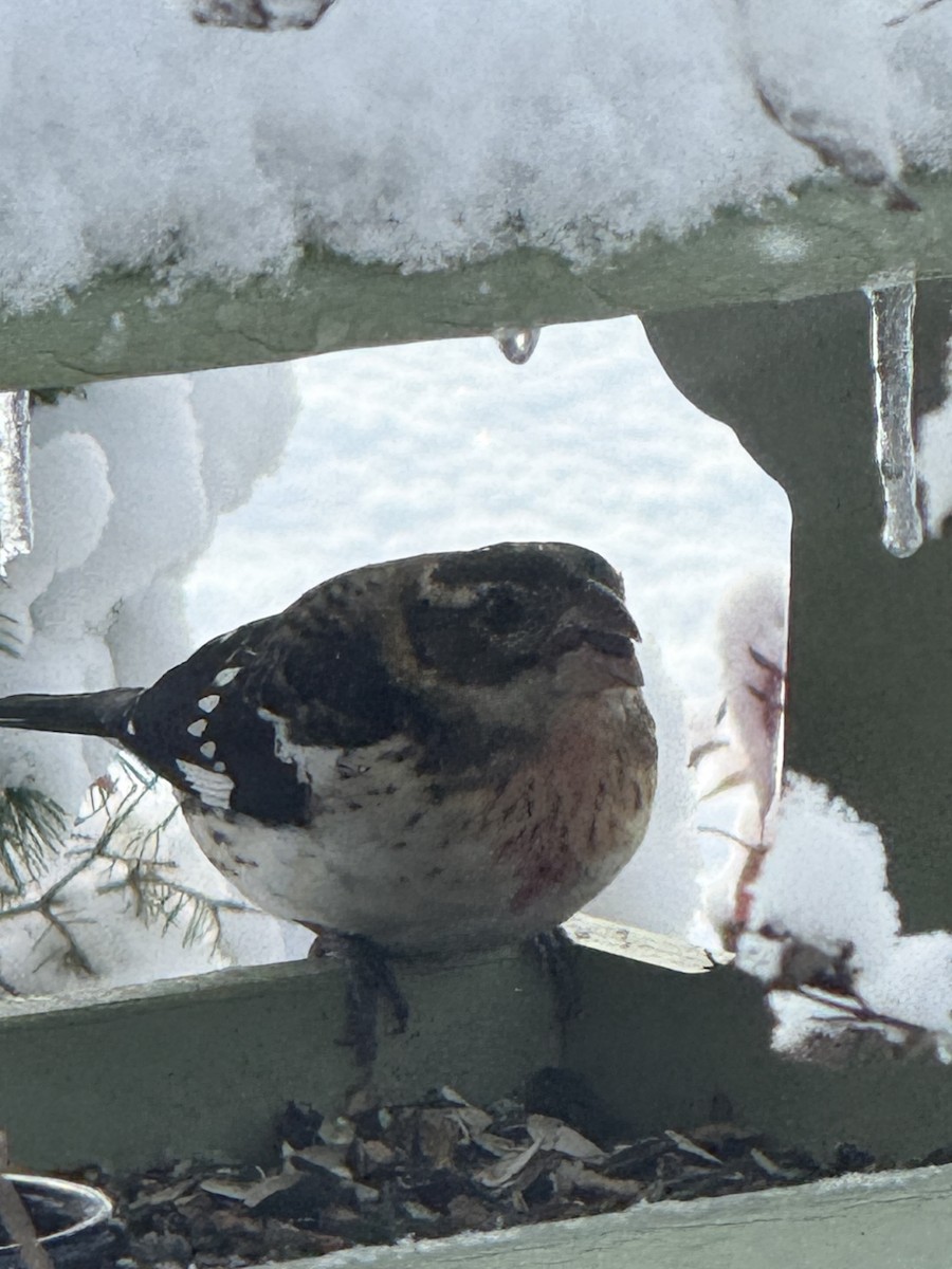 Rose-breasted Grosbeak - ML644944785