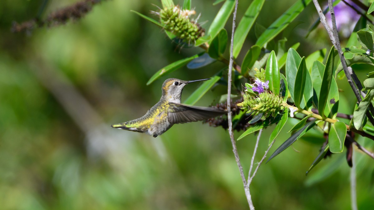 Anna's Hummingbird - ML644944789